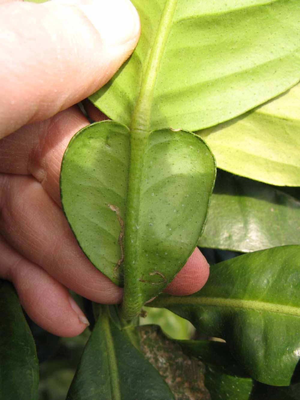              Petiole (Winter Haven, FL)       